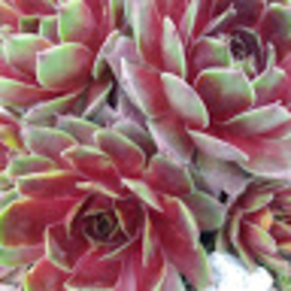 Meet your Posher, Calley